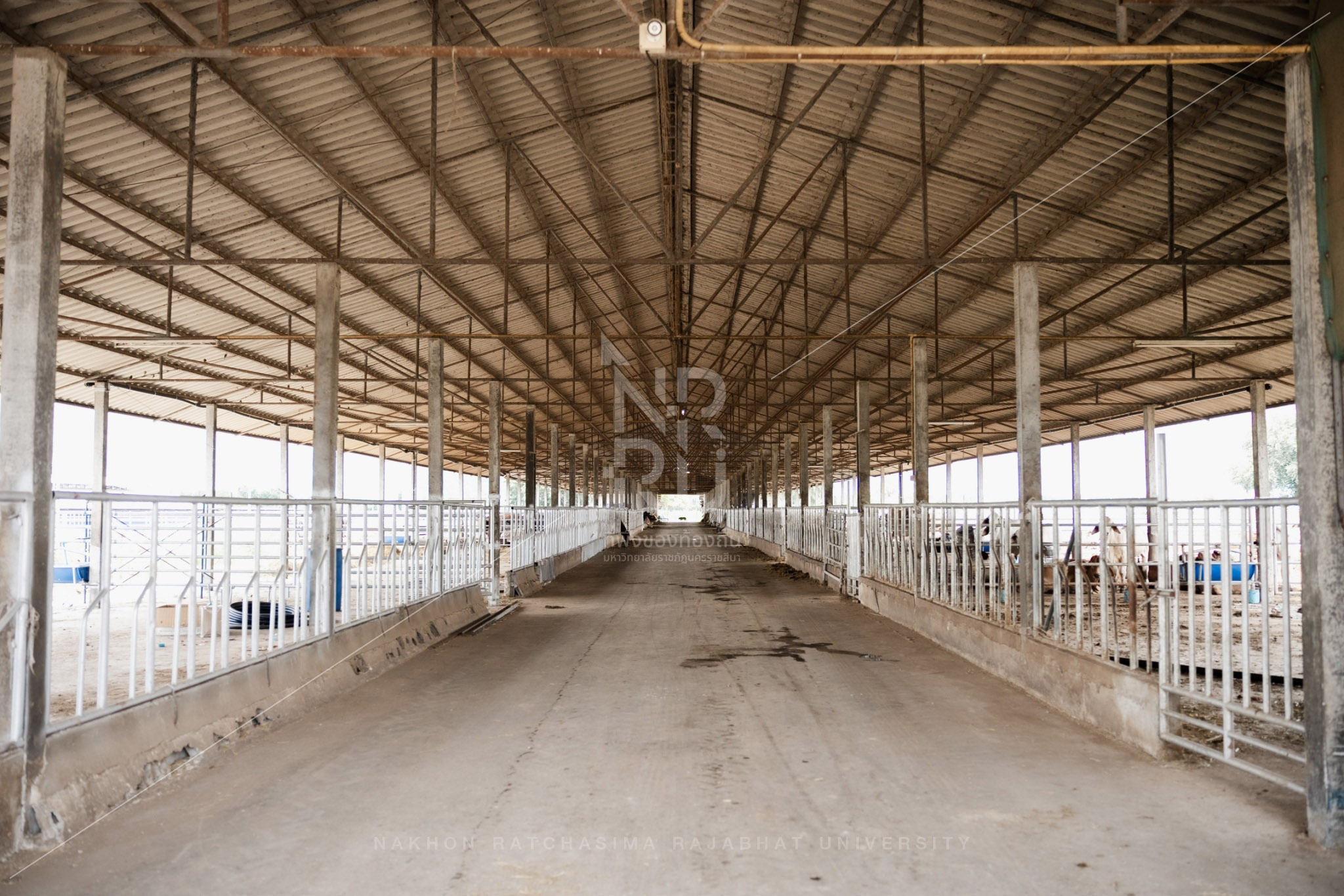 YZ Beef Cattle Farm in Si Khio District (11)